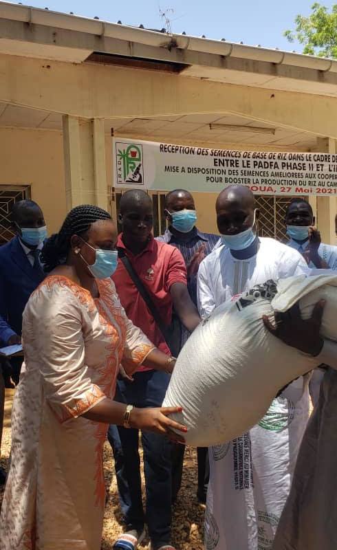 LA COORDONNATRICE NATIONALE RÉCEPTIONNE DES SEMENCES DE RIZ AUPRÈS DE L’IRAD DE GAROUA