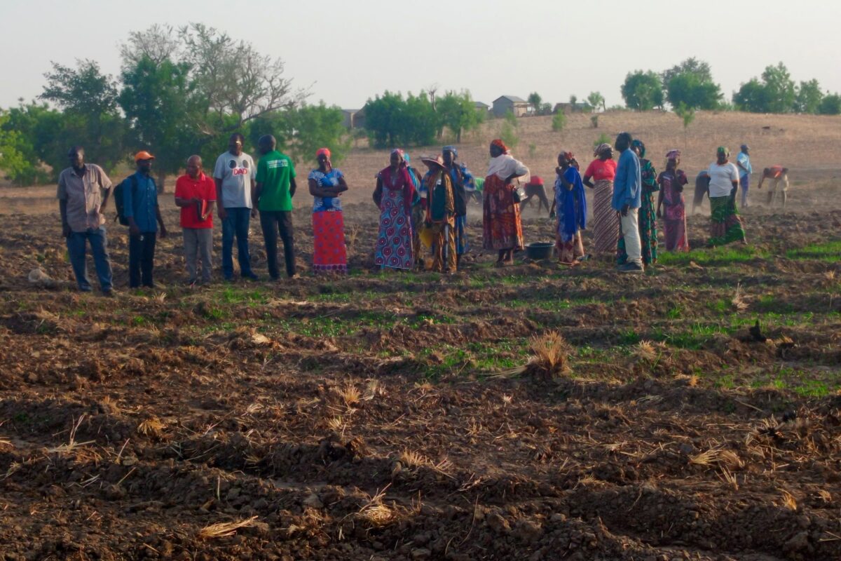 JARDINS COLLECTIFS : ÇA MARCHE À LA COOPÉRATIVE KALSENDI (KISIMATARI, NORD)