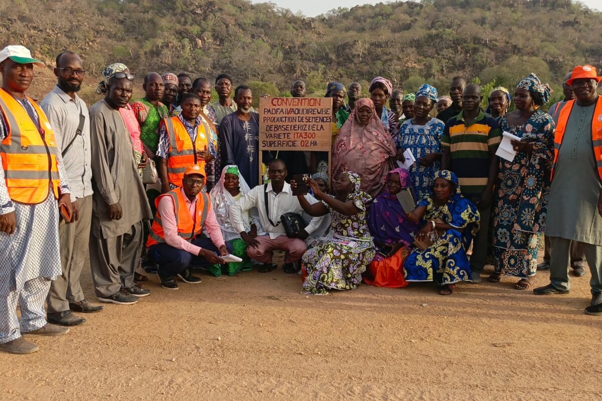 INTENSIFICATION DE LA PRODUCTION DU RIZ : EXPERIENCES PARTAGÉES PAR  LES COOPETATIVES SEMENCIÈRES DE L&rsquo;ANTENNE DE MAROUA À LAGDO