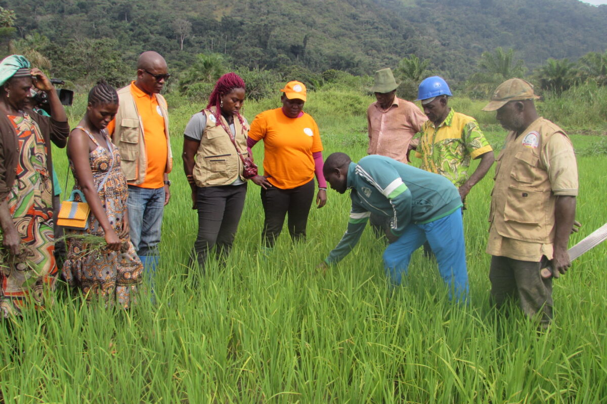LE CHAMP ÉCOLE DES PRODUCTEURS  (CEP) : L’APPRENTISSAGE PARTICIPATIF EN PRATIQUE
