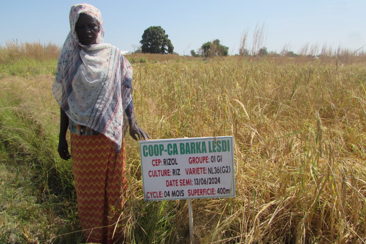 LE CHAMP ÉCOLE DES PRODUCTEURS  (CEP) : L’APPRENTISSAGE PARTICIPATIF EN PRATIQUE